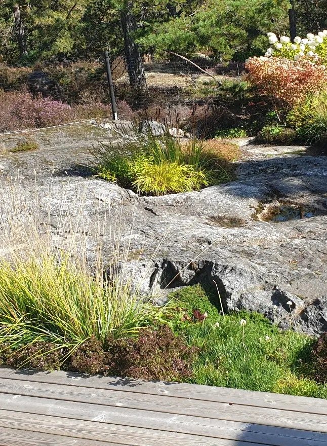 Häckklippning i Värmdö - Boka din tjänst idag